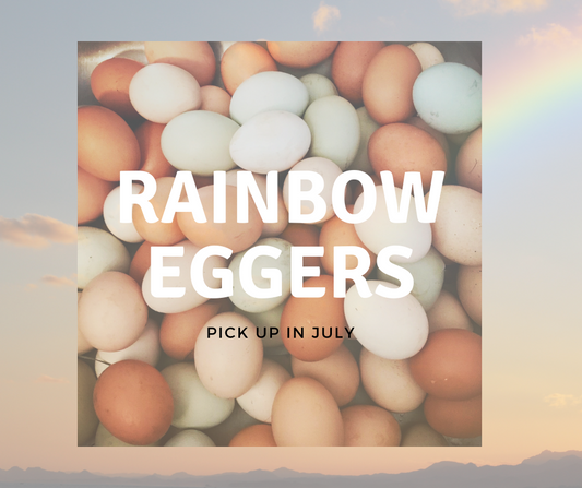 Rainbow Eggers 4 for $100