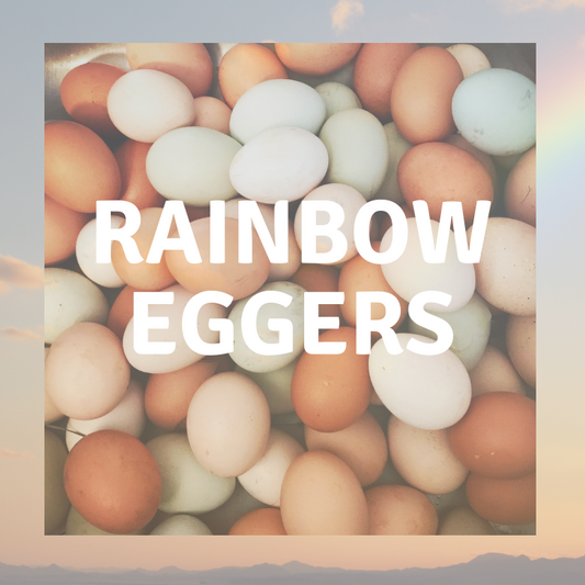 Rainbow Egger Pullet
