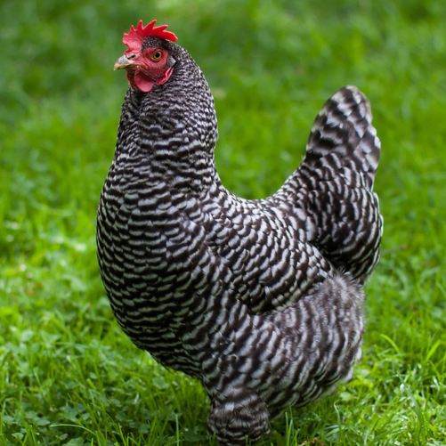 Plymouth Barred Rock