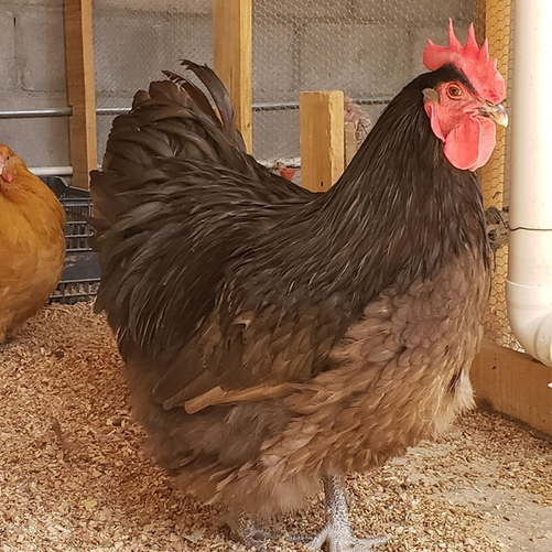 Chocolate Orpington Pullet