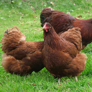 Red Orpington Pullet